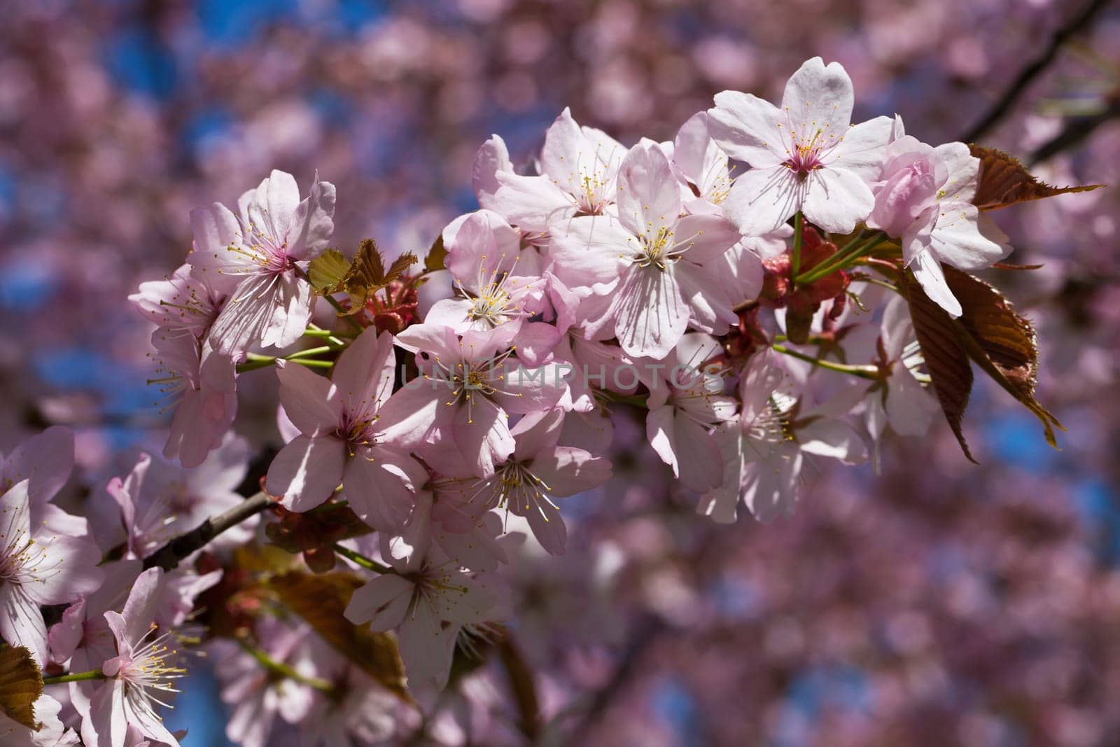 Beautiful pink flowers of Cherry blossom or Japanese Sakura in spring bloom