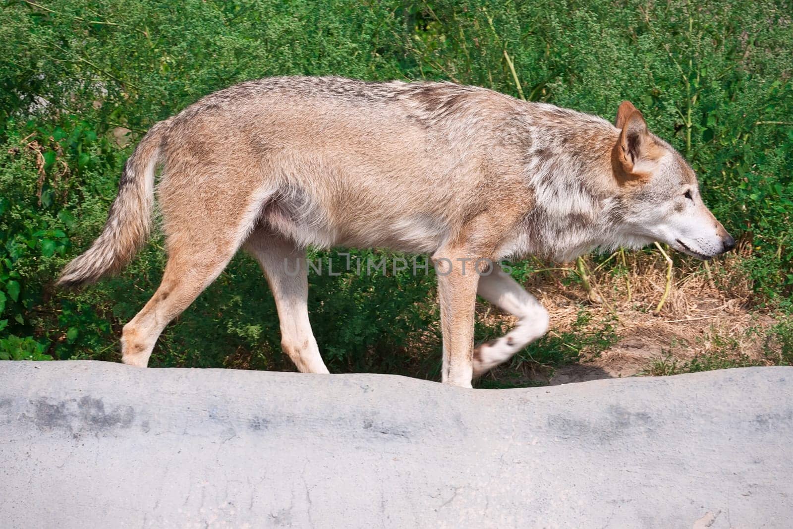 Nice close up portrait of gray wolf