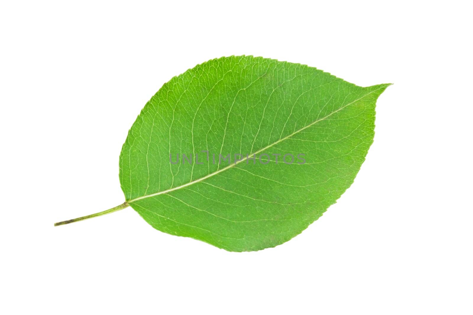 Beautiful macro photo of green leaf, isolated on white background