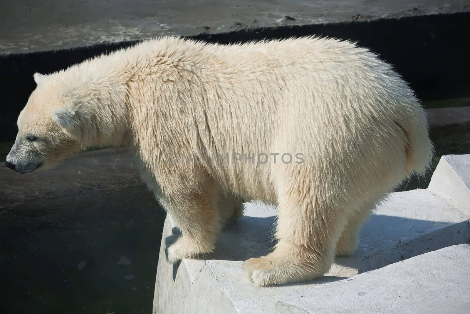 Nice photo of cute white polar bear