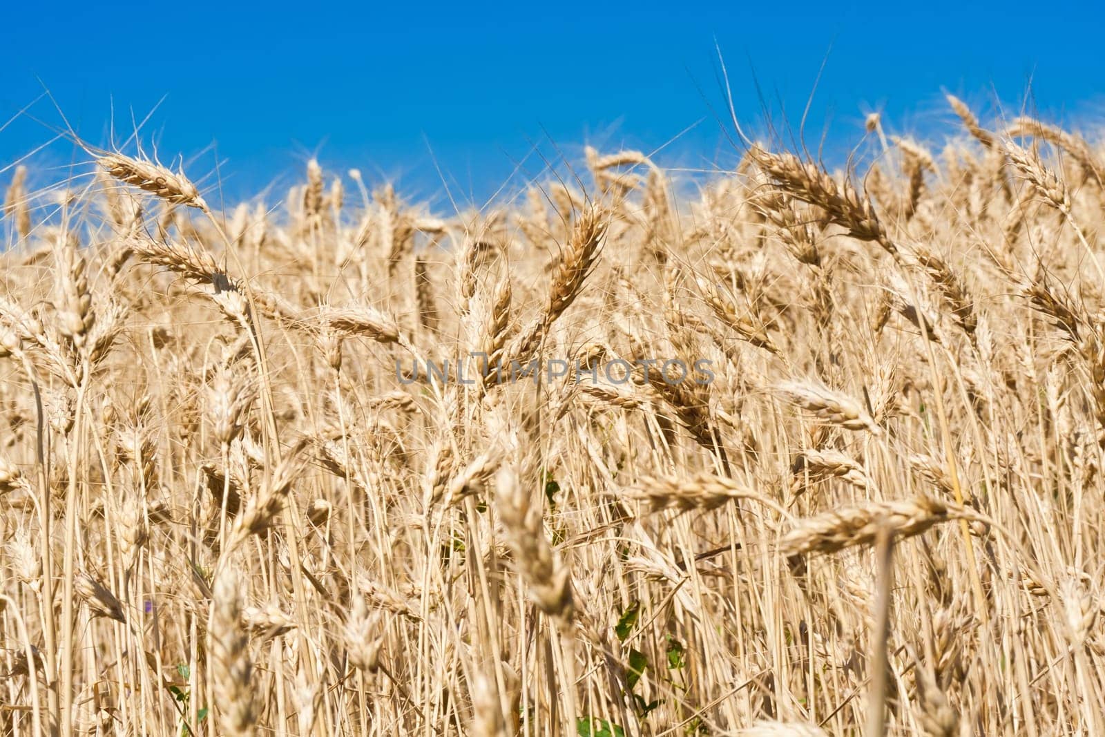 Beautiful golden wheat field under blue sky