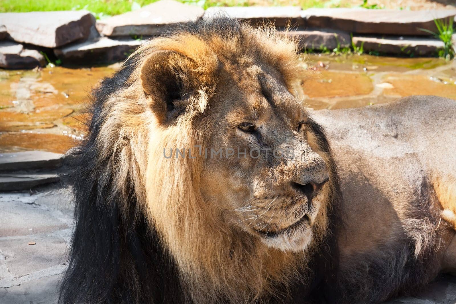 King of animals - African male lion in zoo