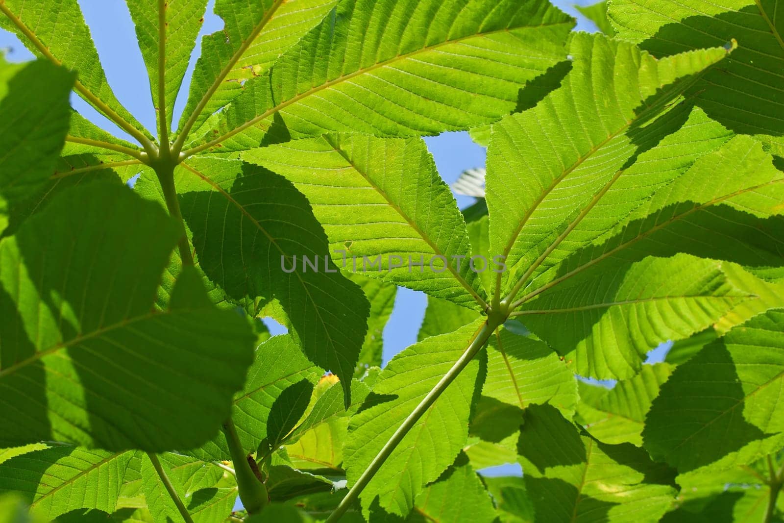 Lush green leaves background in bright sunlight