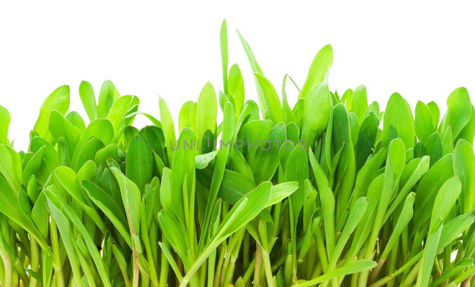 Fresh green grass isolated on white background