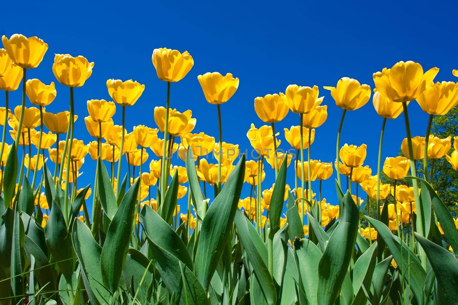 Beautiful colourful tulip flowers background in spring