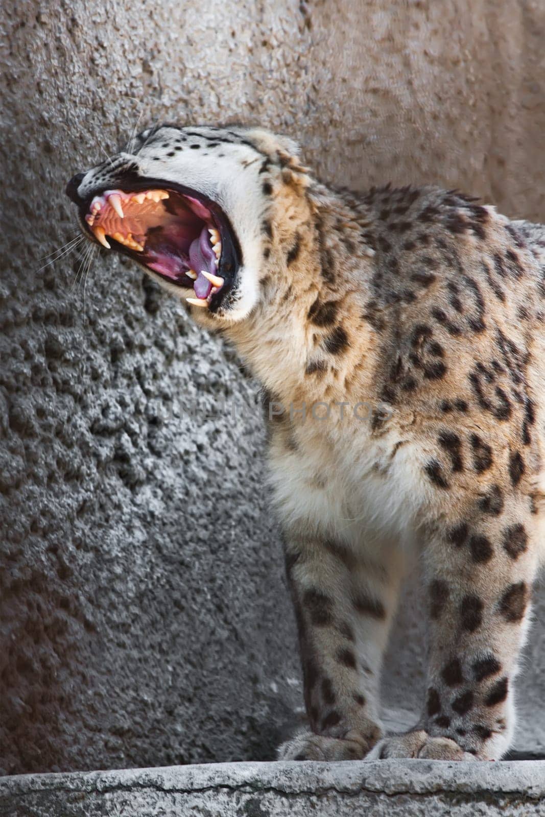 Beautiful close-up photo of rare Snow Leopard
