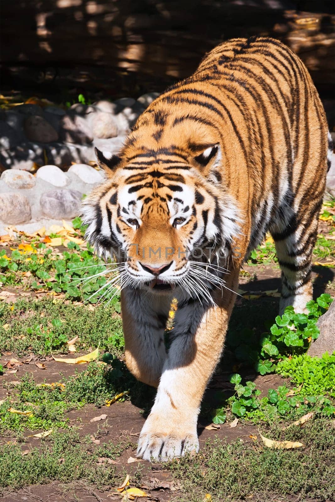 Wild and agressive Bengal tiger in zoo
