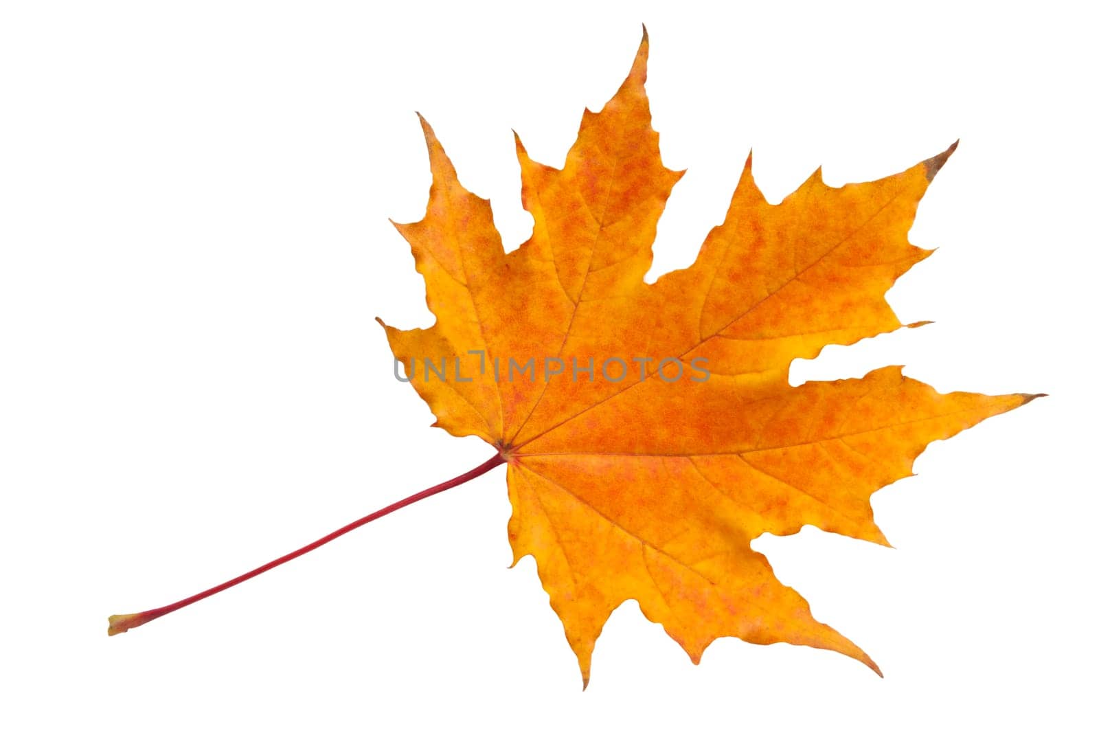 Beautiful maple leaf isolated on white background