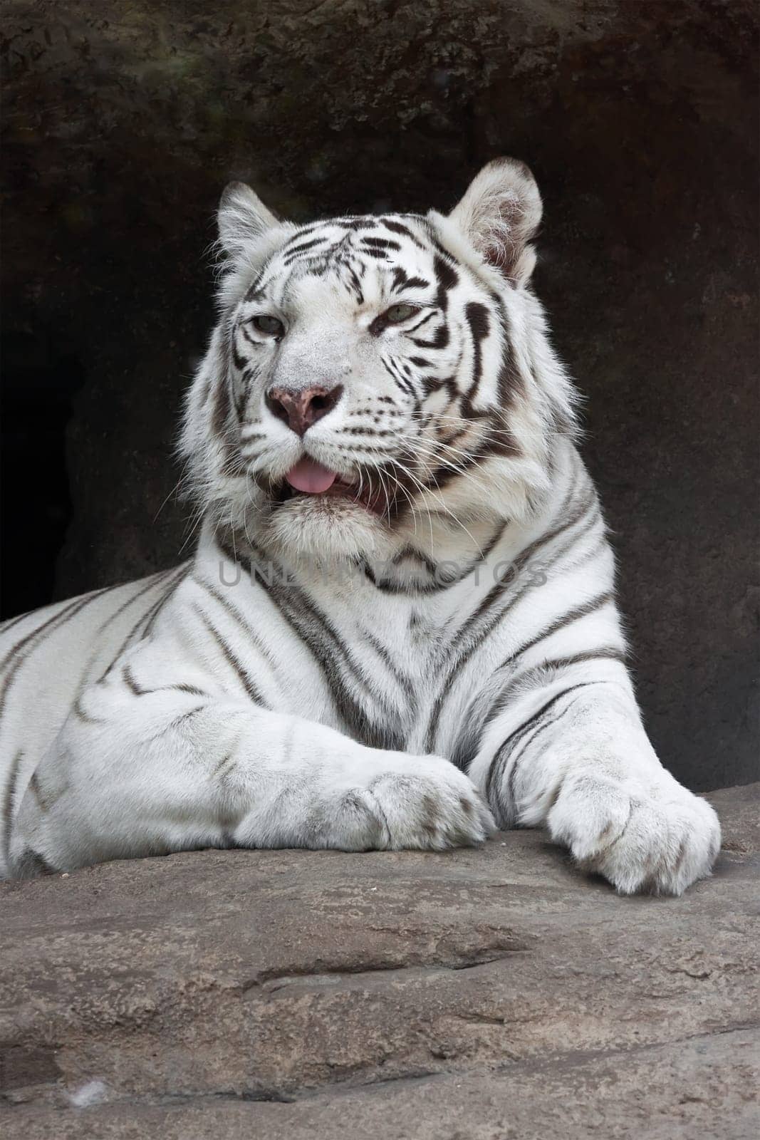 Beautiful close-up portrait of majestic White Tiger