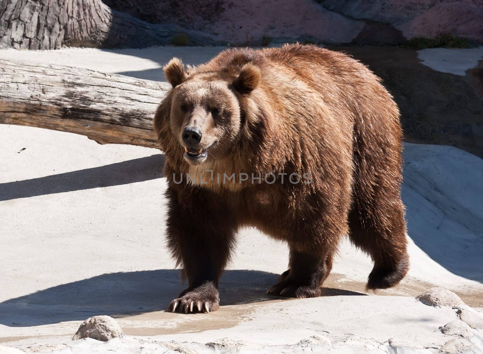 Beautiful photo of big and strong brown Bear in zoo