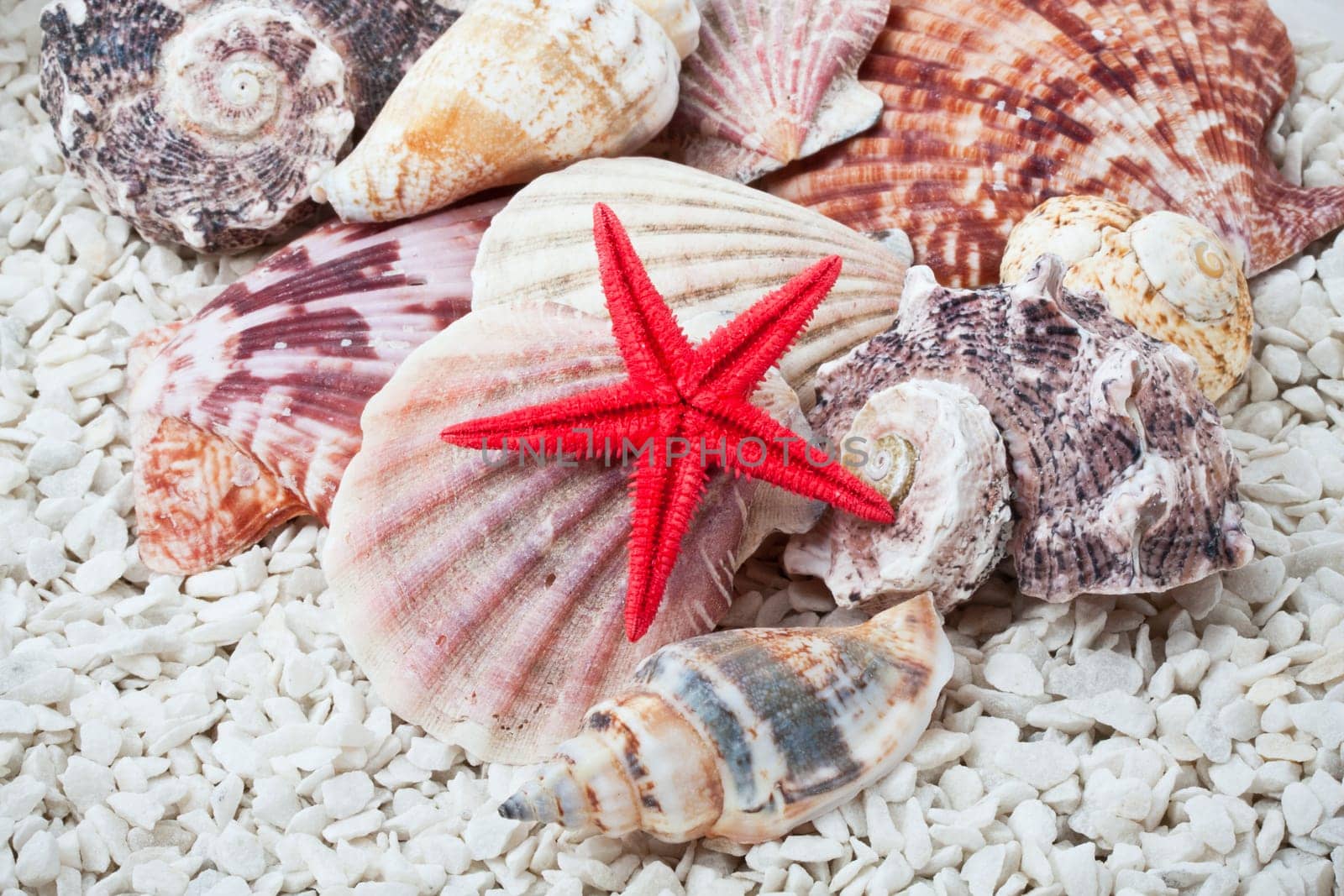 Background made from tropical seashells on sandy beach