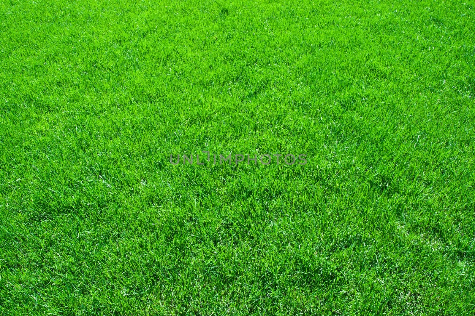 Green lush grass background under bright sunlight