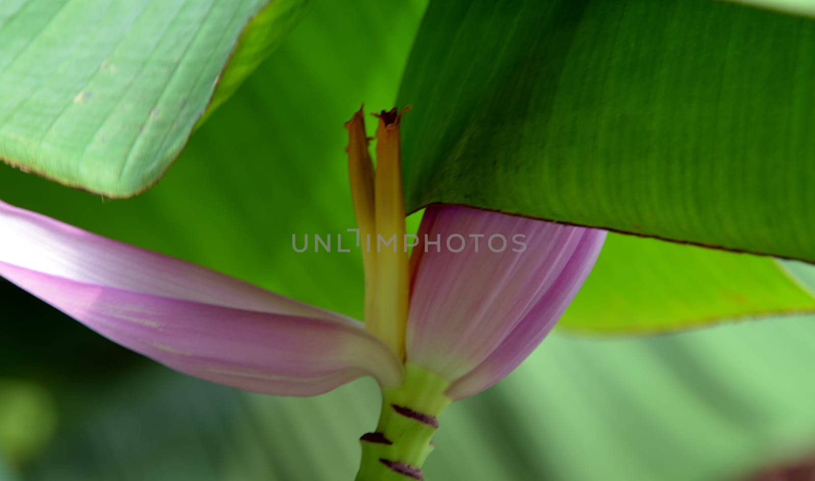 Rising banana blossom