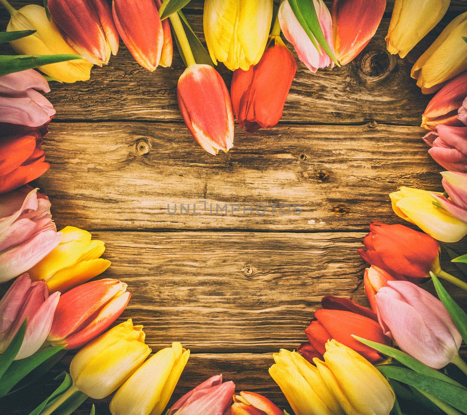 Fresh colourful tulips in a heart-shaped frame on a grunge wood background with weathered woodgrain texture and copyspace