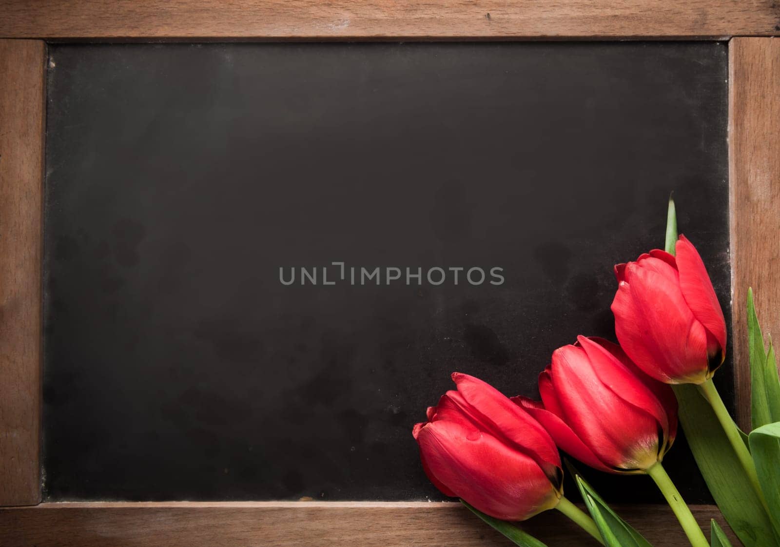 Three fresh red tulips arranged in the corner on a vintage school slate with blank copyspace for your text