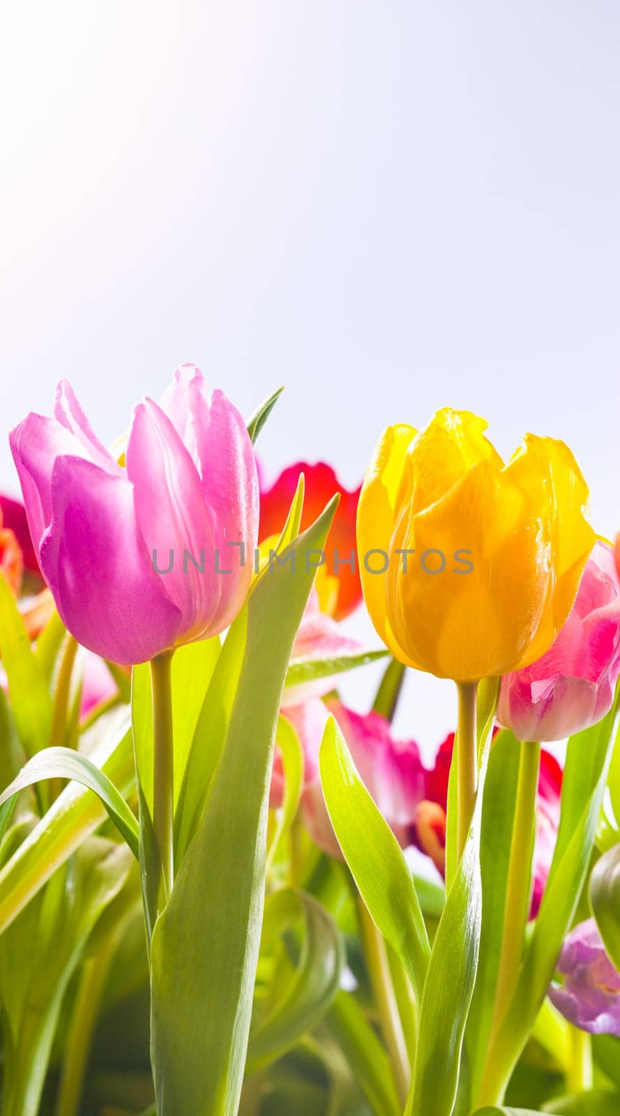 Pretty fresh pink, yellow and red tulips flowering in a field in hot spring sunshine, low angle view of the plants with their leaves