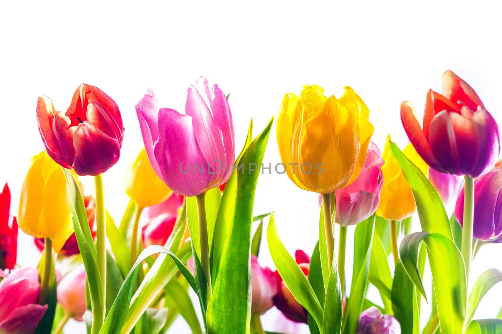 Vibrant background of colourful spring tulips in red, yellow and pink with their fresh green leaves isolated on a white background