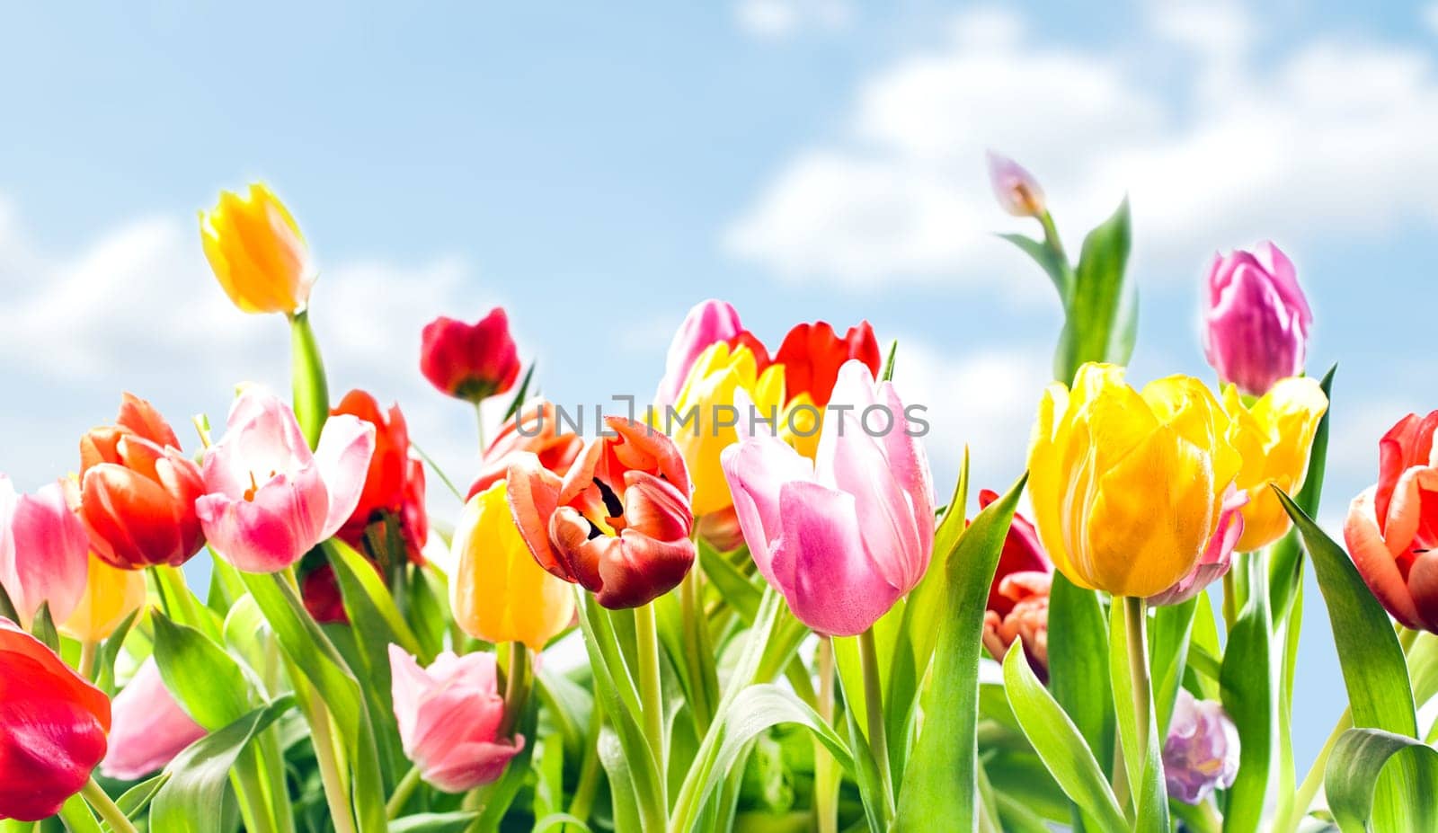 Beautiful botanical background of spring tulips in vibrant reds, pinks and yellow growing outdoors under a sunny blue sky in a flowerbed in a colourful seasonal garden
