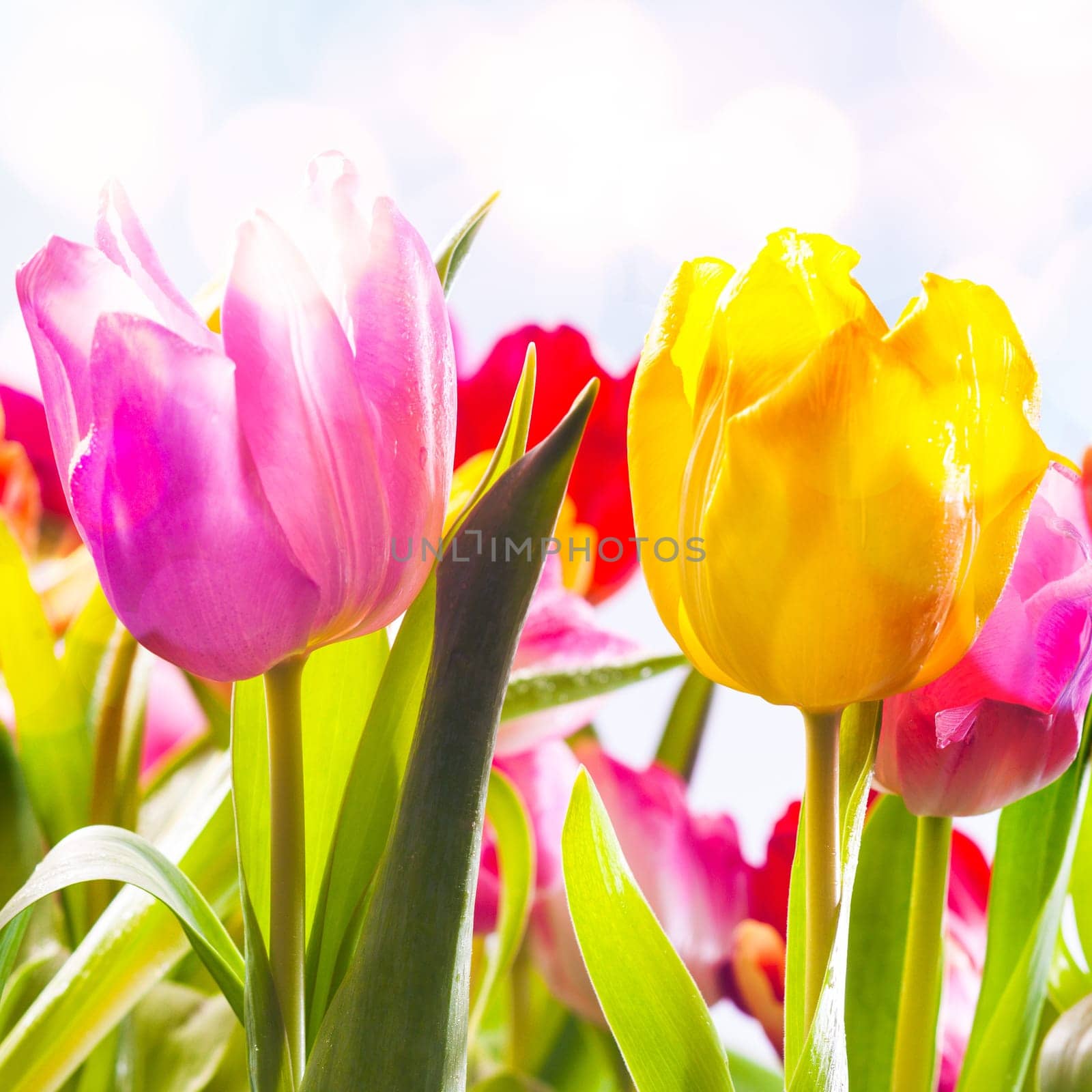 Closeup of two vibrant fresh pink and yellow tulips growing outdoors in a flowerbed in spring sunshine symbolic of the season , square format