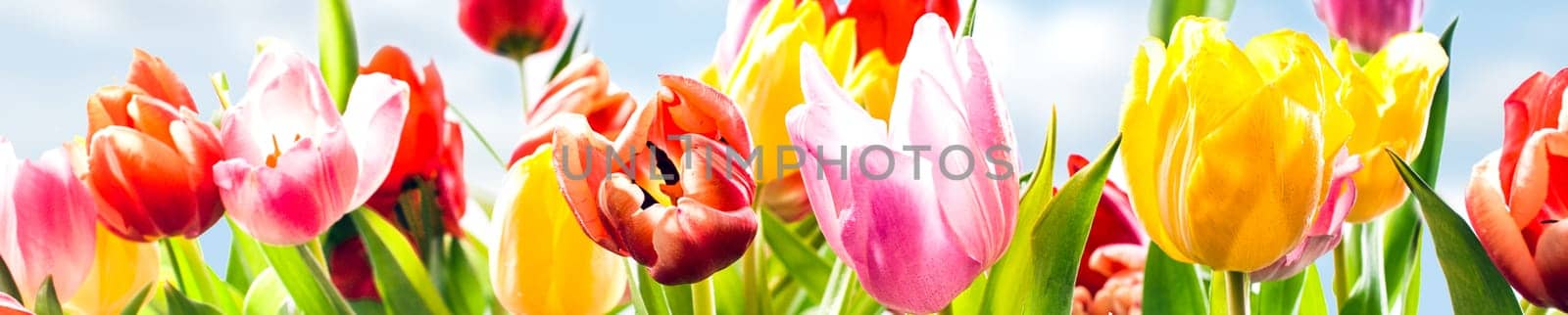 Colourful panoramic spring banner of fresh tulips in vibrant yellow, pink and red growing in a field under a sunny blue sky, closeup of the fragile petals