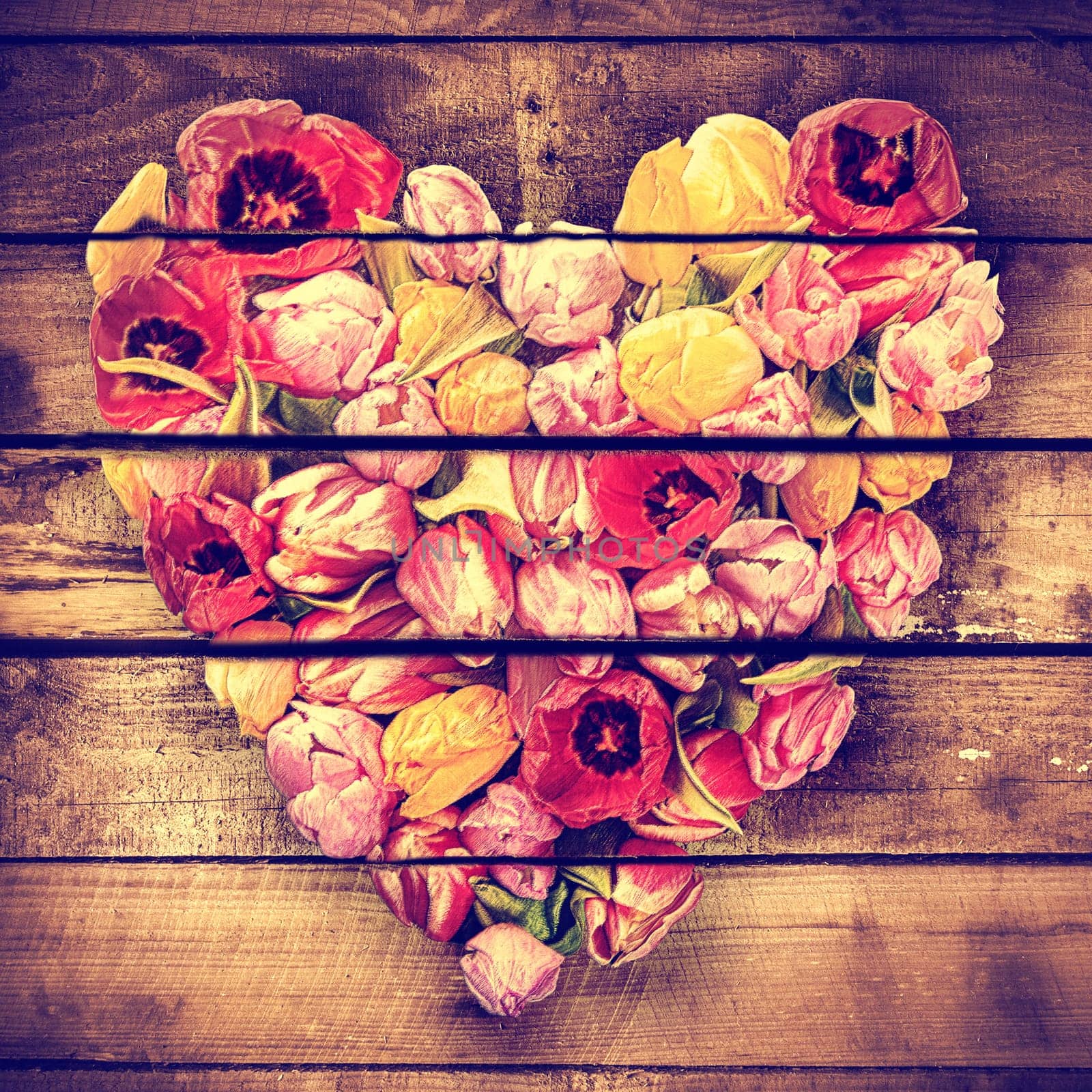 Artistic aged vintage heart formed of fresh colourful spring tulips on rustic wooden boards for a unique gift for a sweetheart on Valentines day or an anniversary