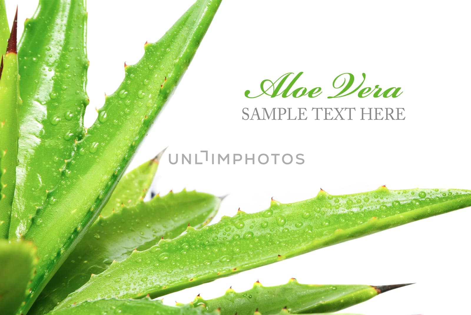 Woman's hand dropping a drop from a leaf of aloe vera in a bottle