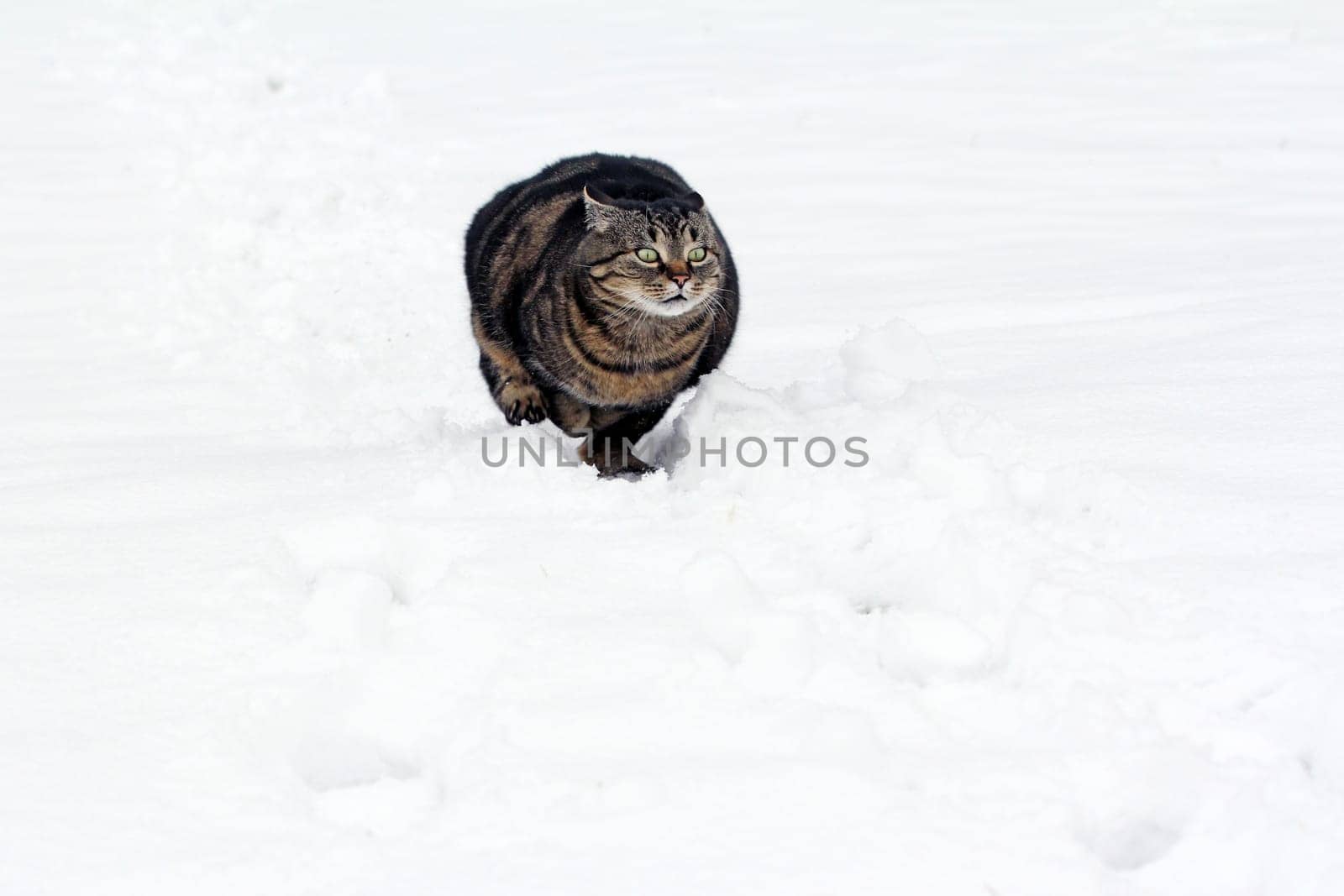 Off through the snow