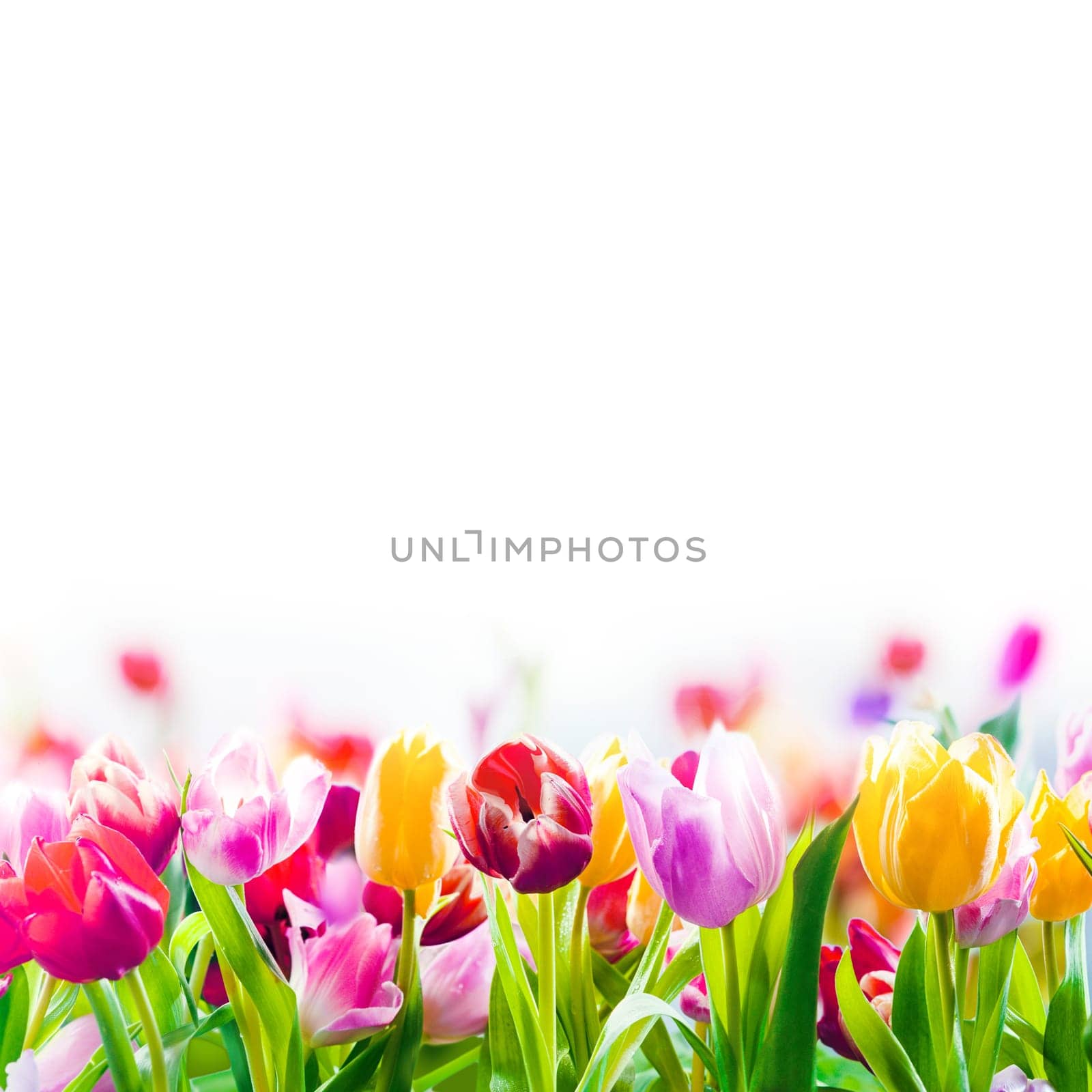 Field of colourful spring tulips fading into the distance as a lower border on a white background with copyspace
