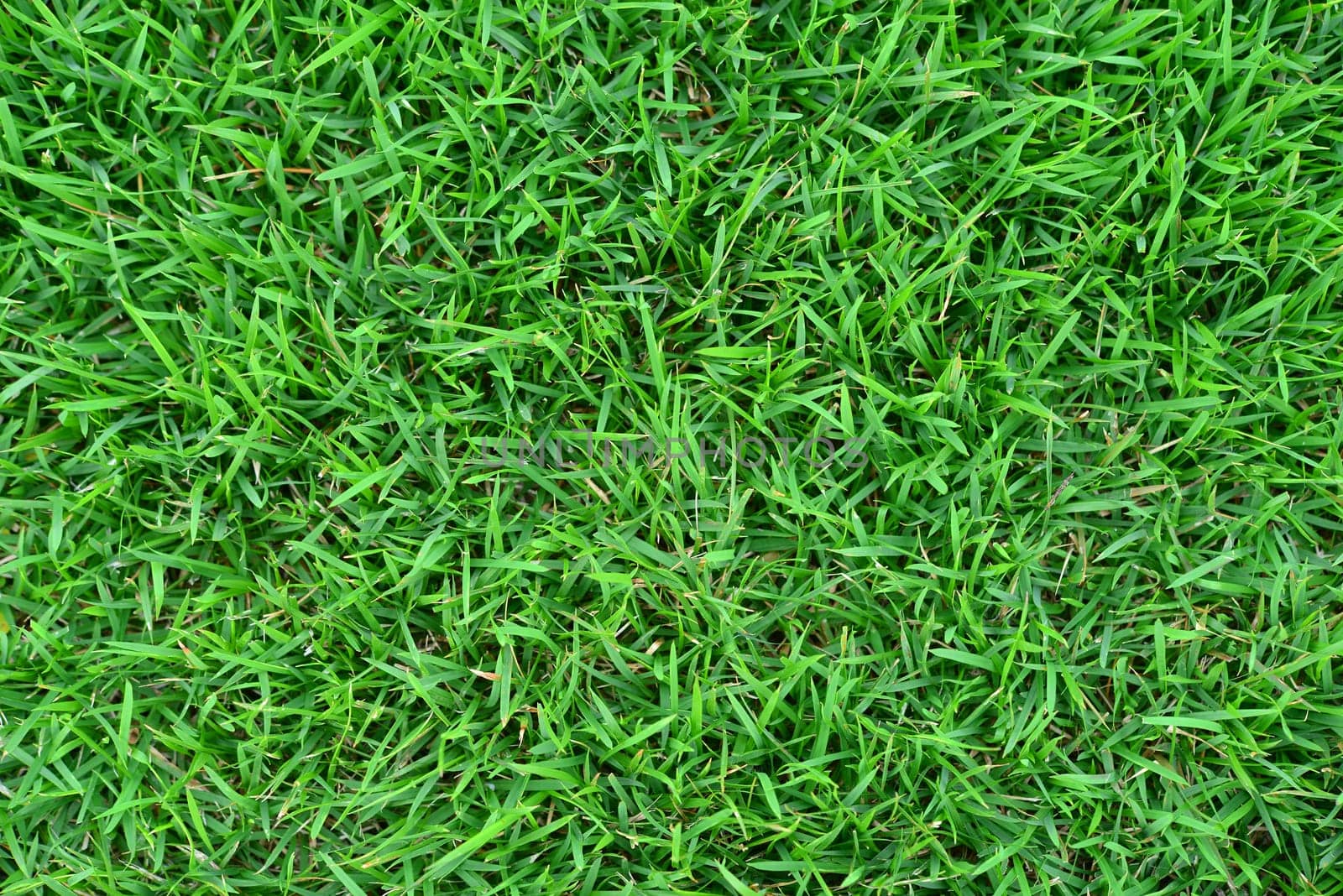 Grass