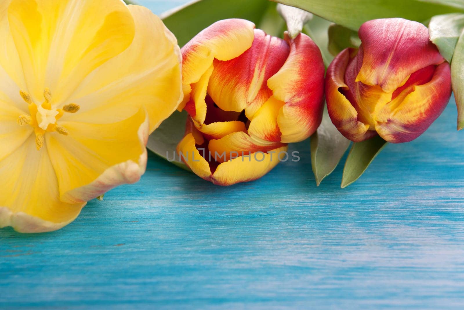 Some Colorful Tulips on a turquiose Board with Copyspace
