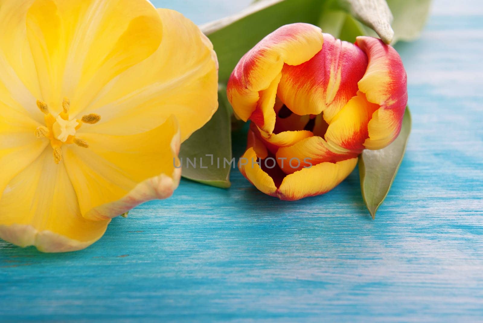 Two Yellow and Red Tulips on a wooden turquiose Board as Background with Copy Space