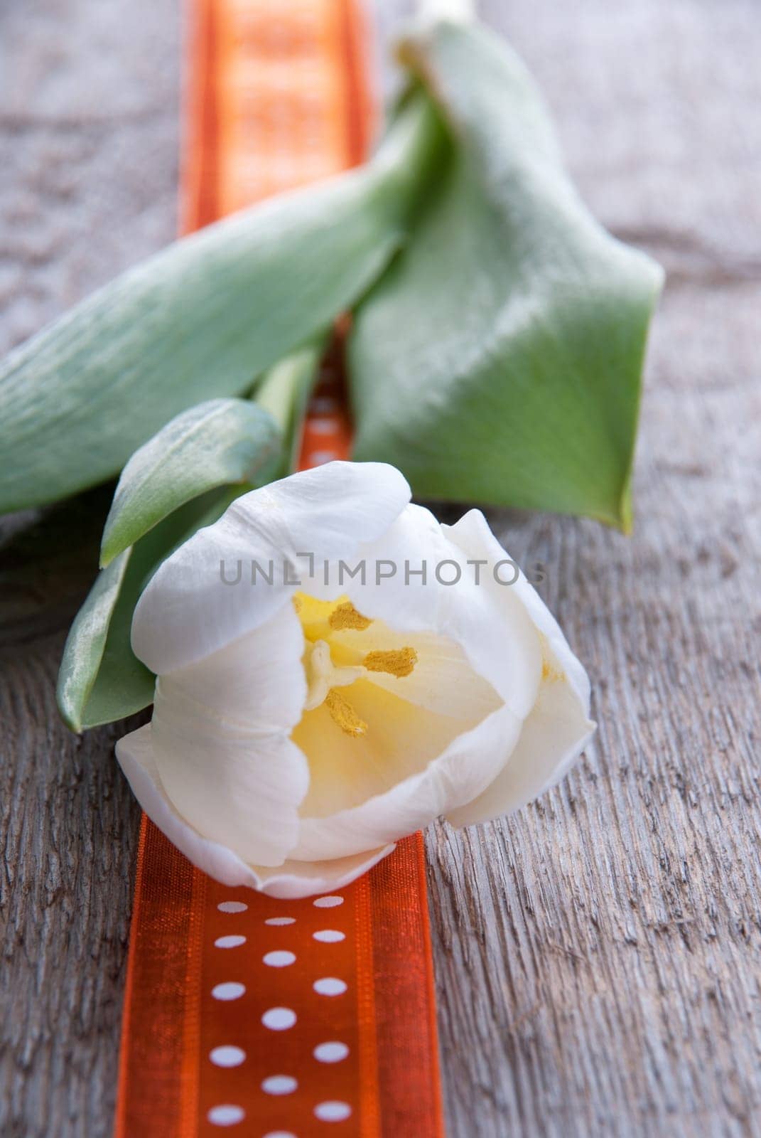 Background with White Tulip and Orange Ribbon, Seasonal