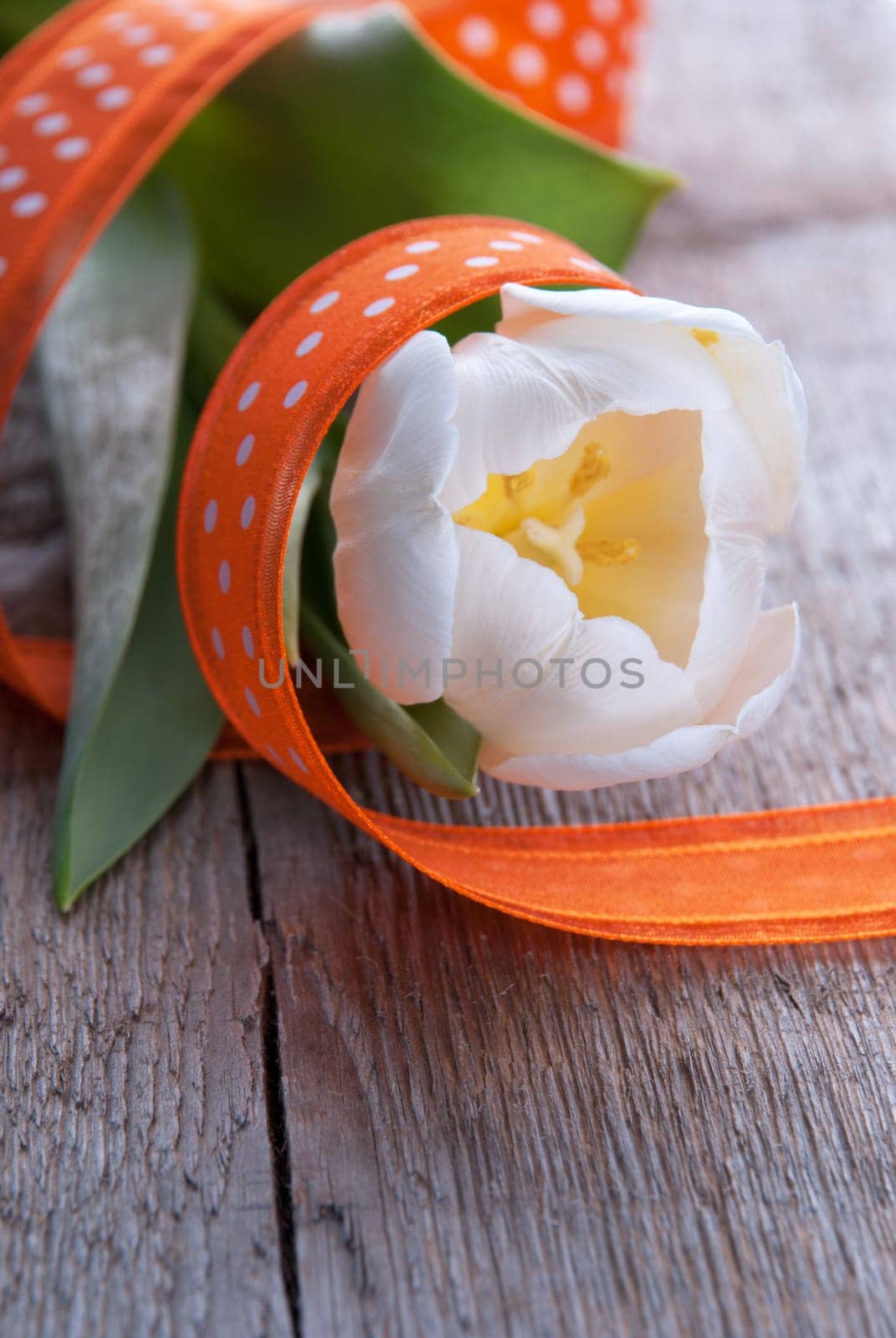 White Tulip with Orange Ribbon as Background