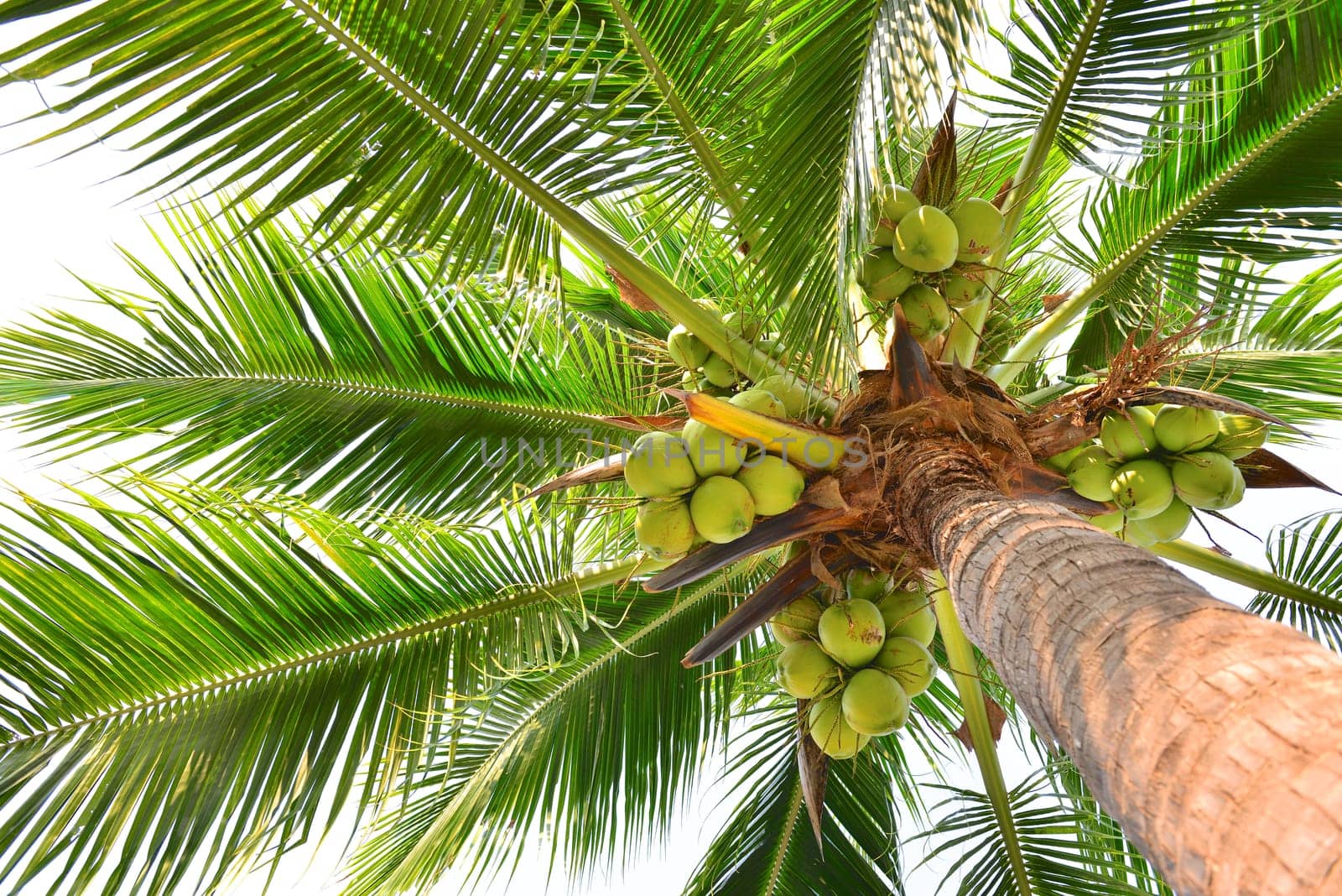 Coconut Palm Tree