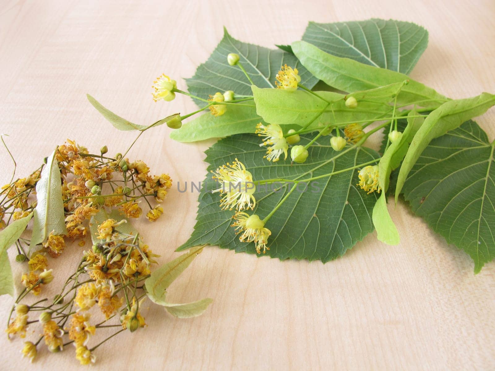 Lime branches with flowers and dried lime blossoms