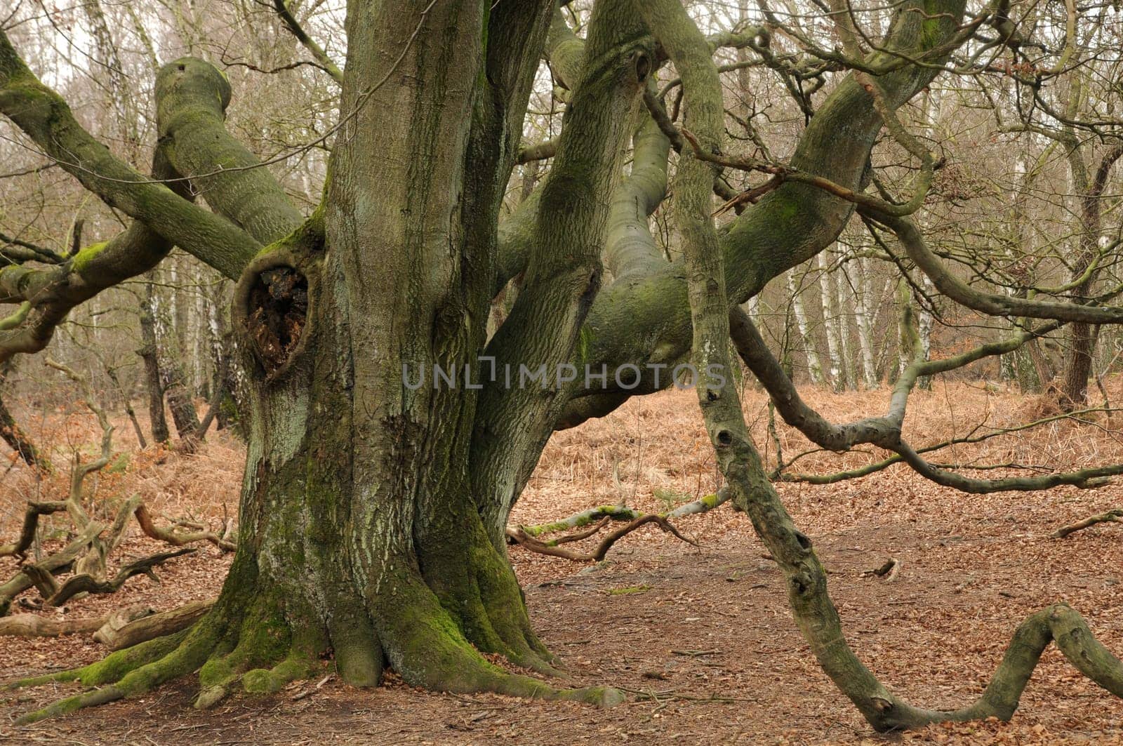 Old beech in the Reinhardswald