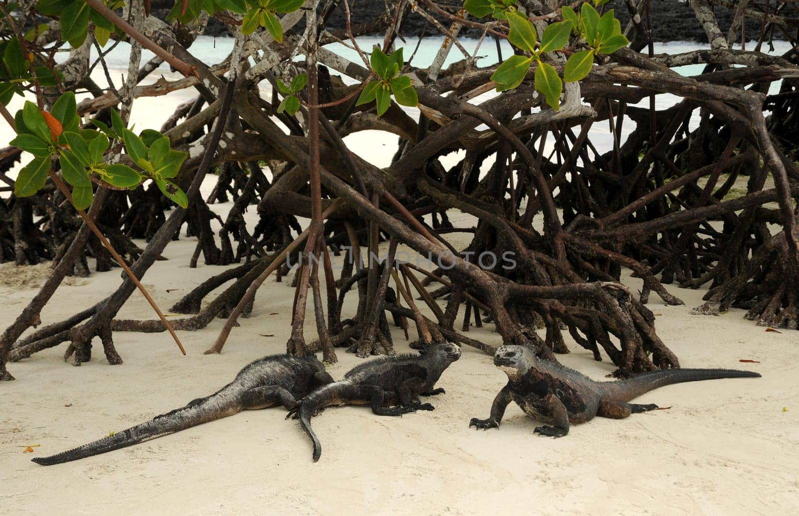In Galapagos...