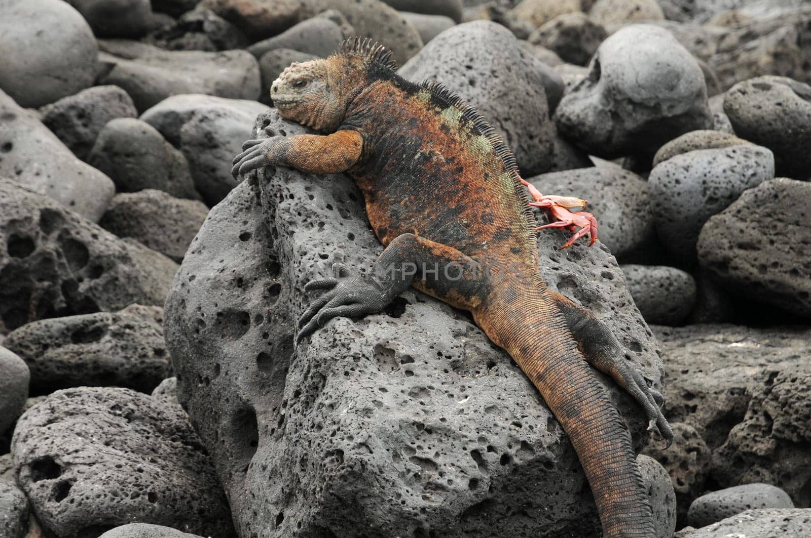 Marine iguana on lava rock