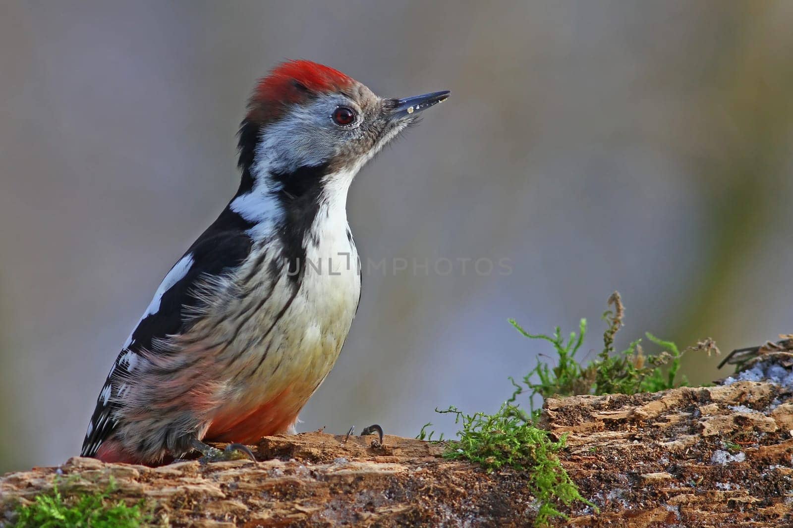 Great spotted woodpecker - Dendrocopos major