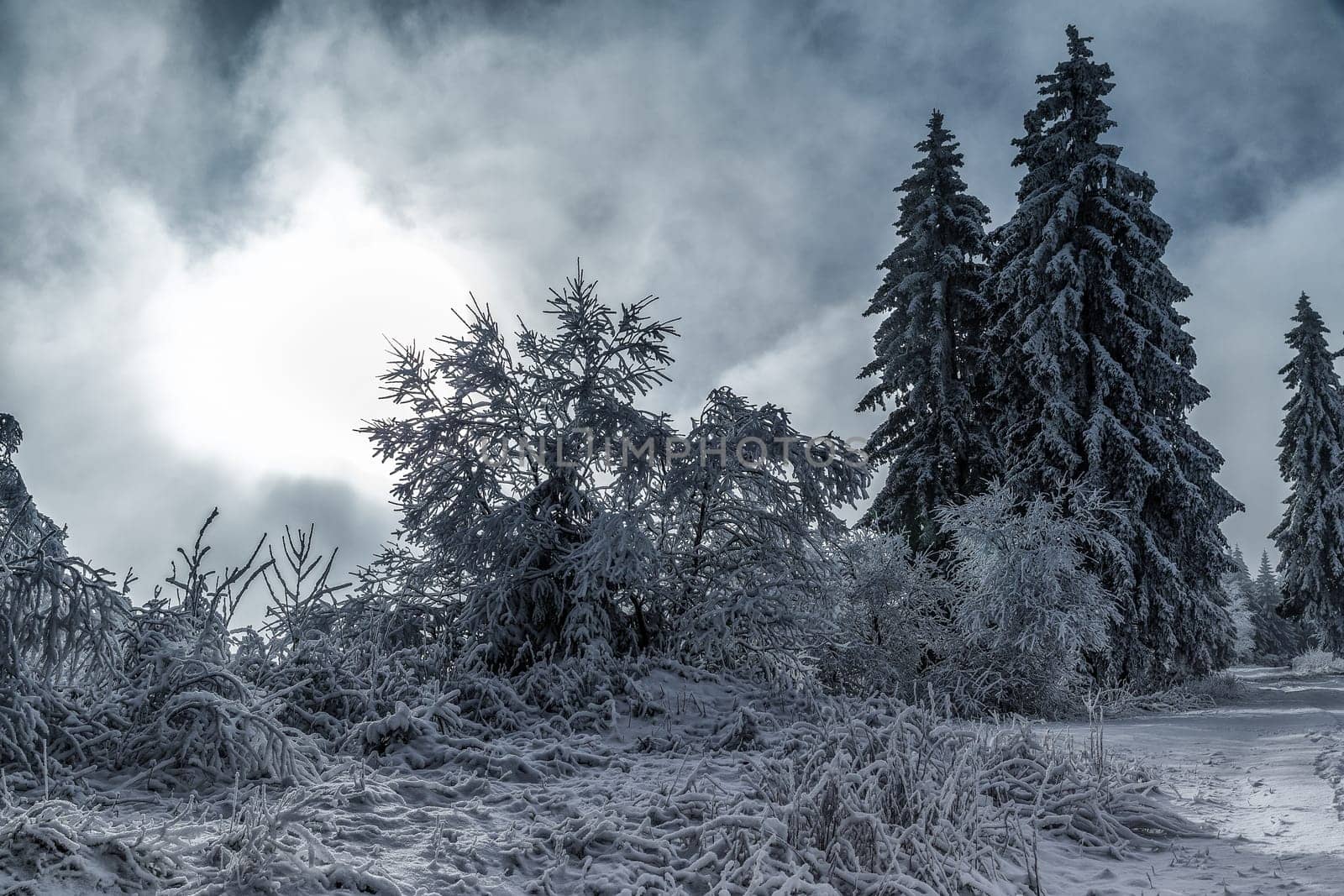 Rennsteig in winter