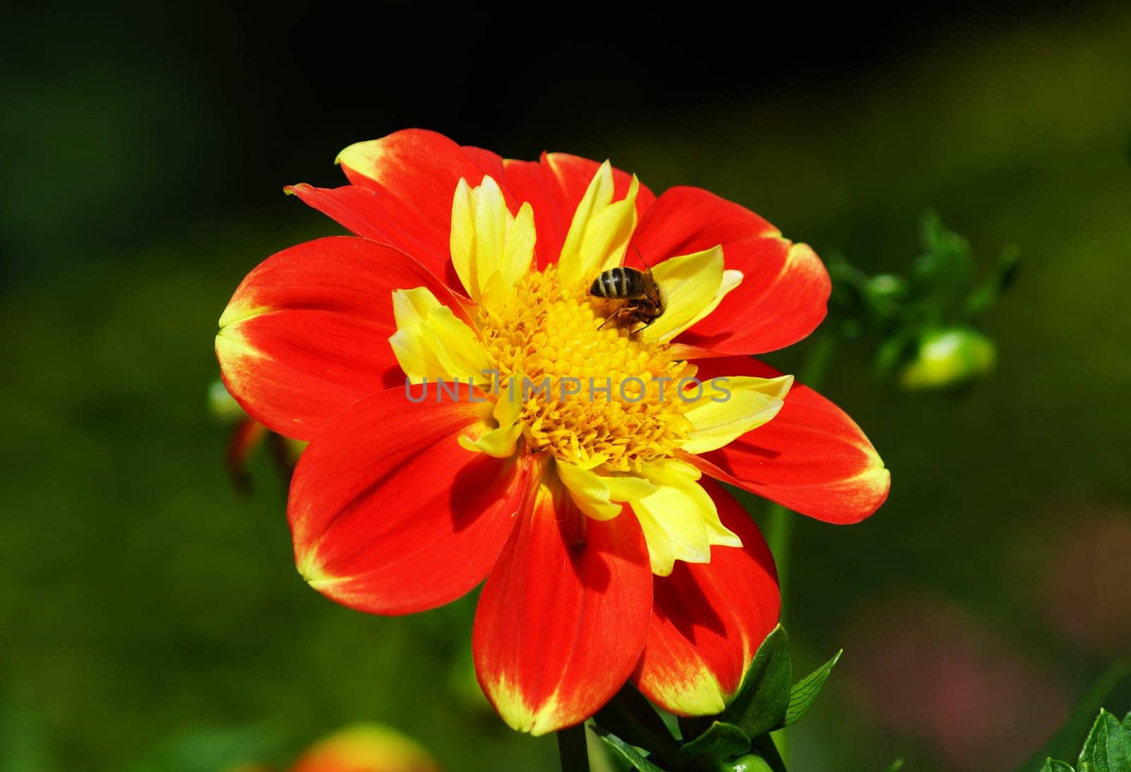Bee on a big flower