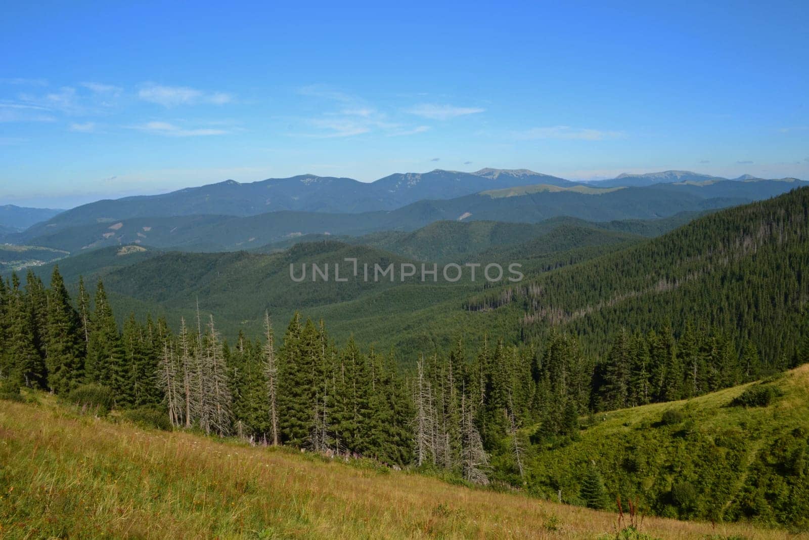 Spruce forest in the mountains under the blue sky