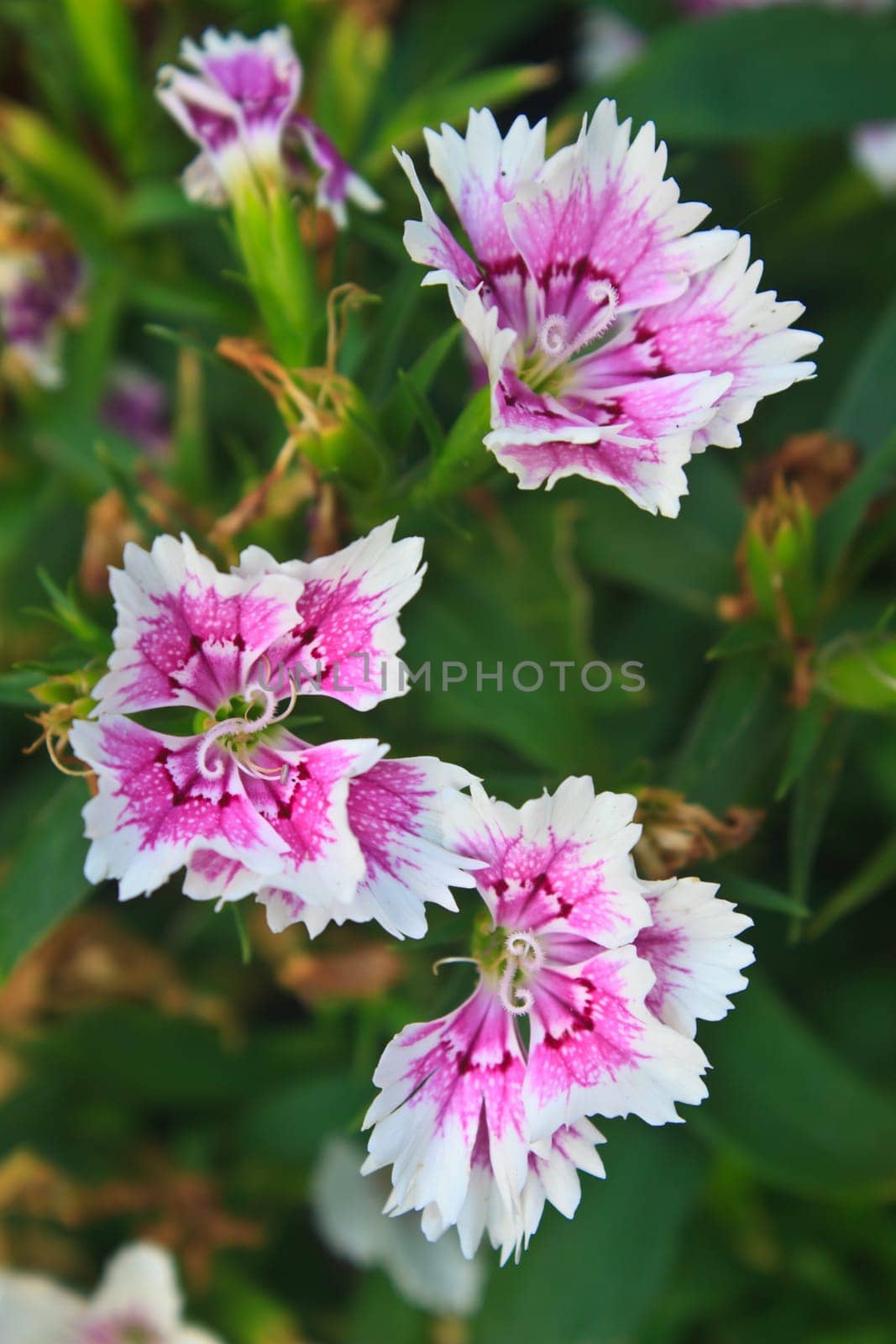 Flower from Thailand, Dianthus Chinensis Flowers or China Pink , Indian Pink