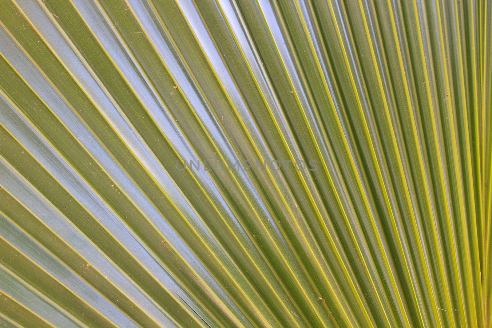 Abstract image of Green Palm leaves in nature