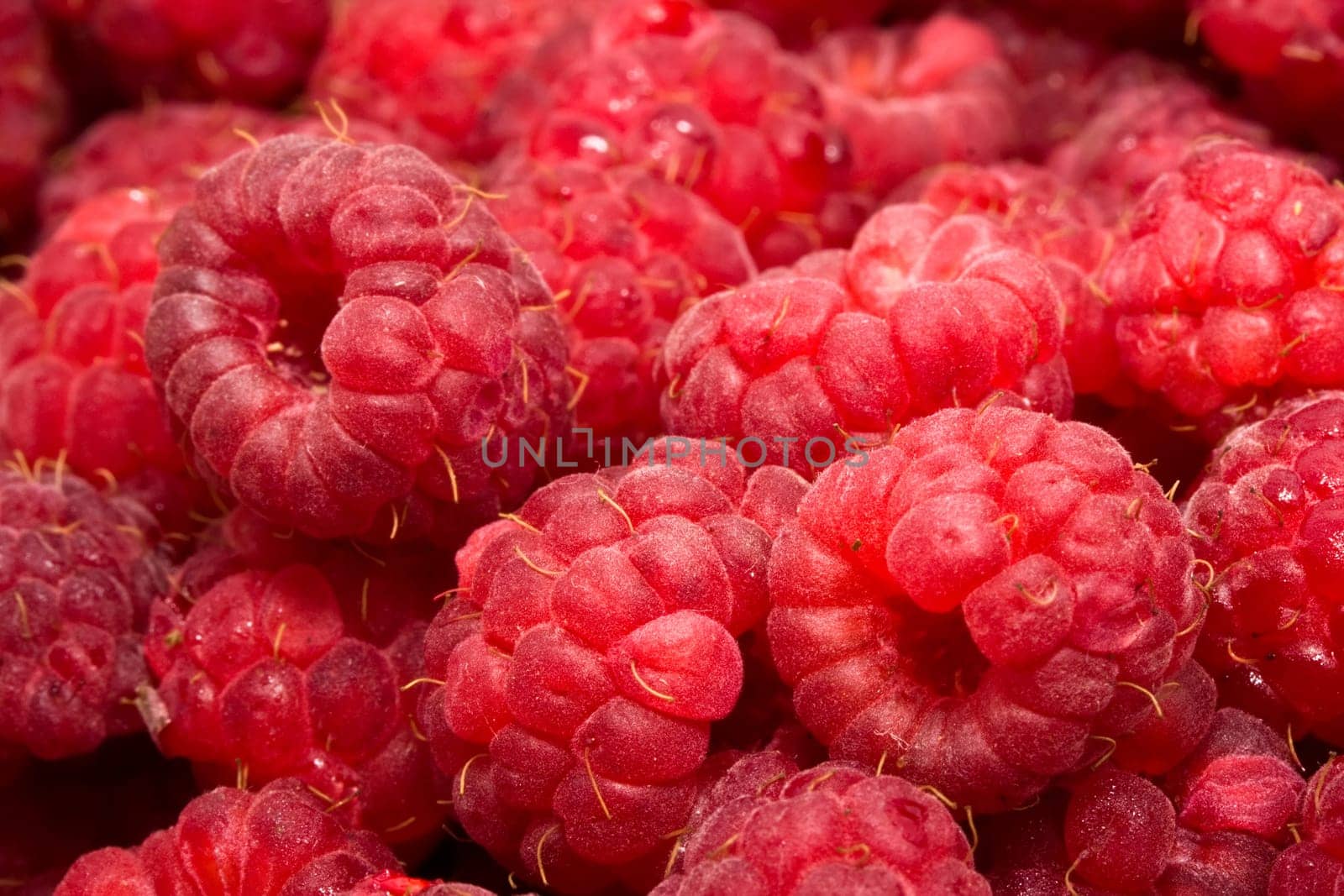 Many fresh red raspberries making beautiful background