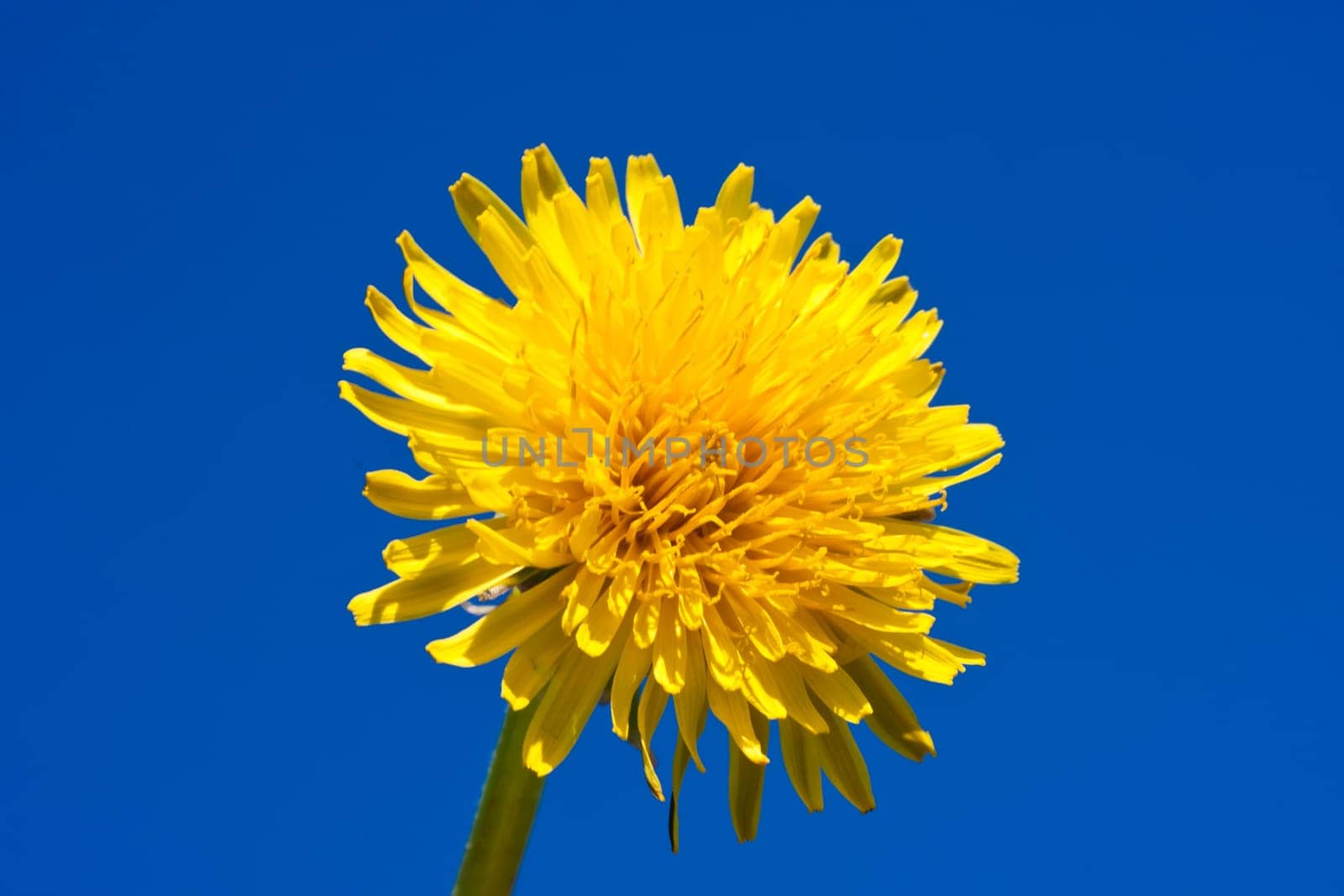 Beautiful bright yellow dandelion flower, spring photo