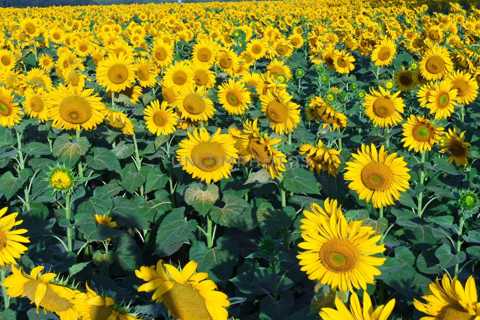 Beautiful blooming field of sunflowers under blue sky