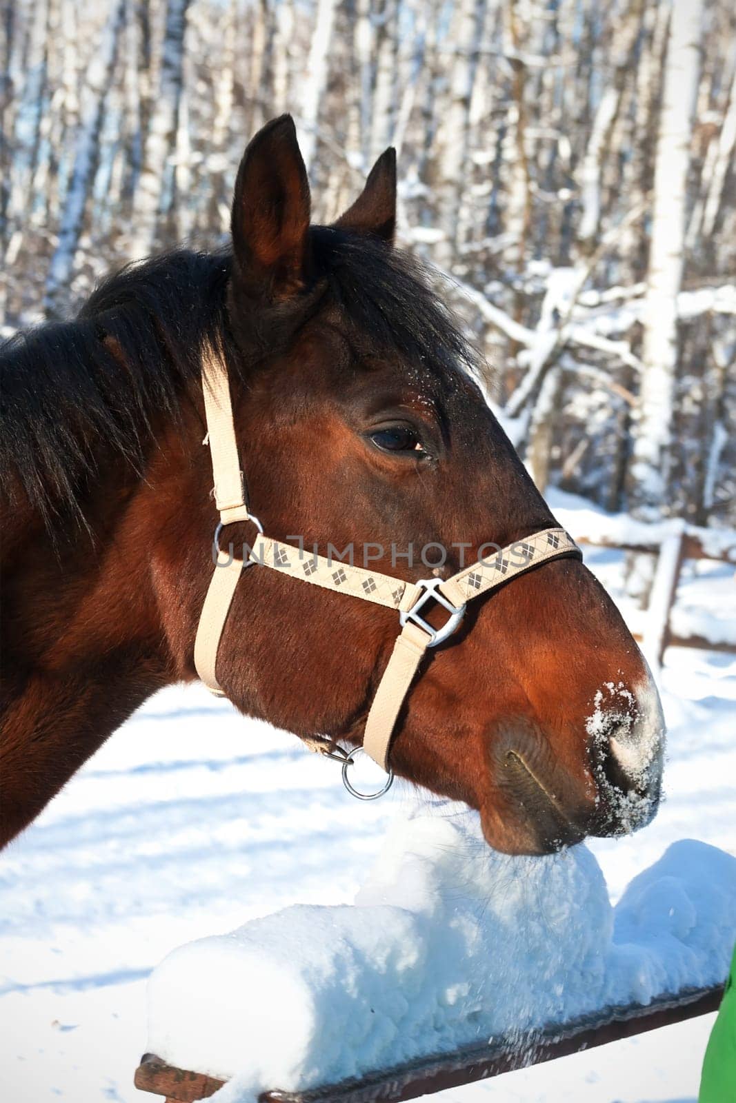Beautiful photo of horse outdoors in summer