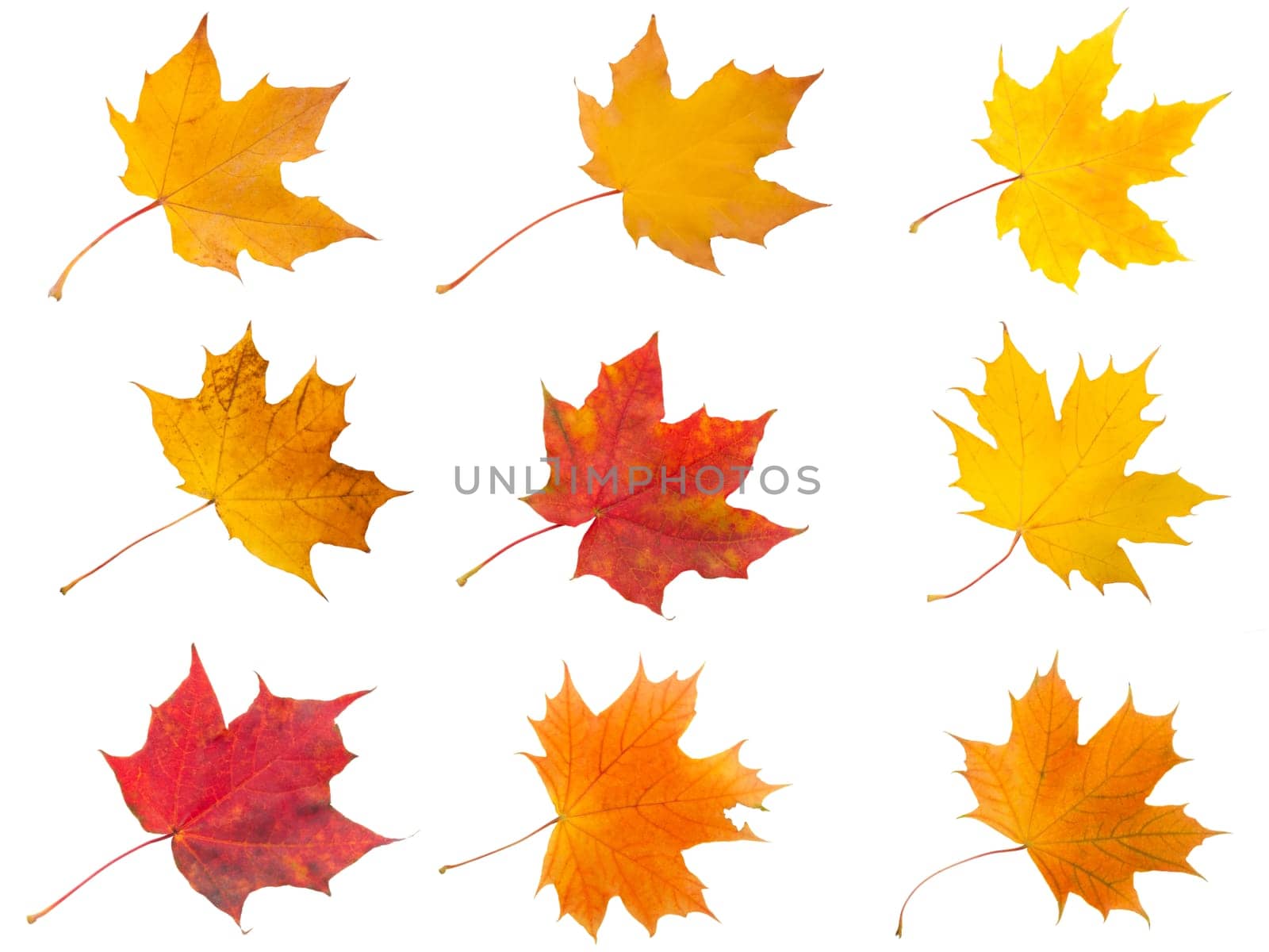 Collection of beautiful maple leaves isolated on white background