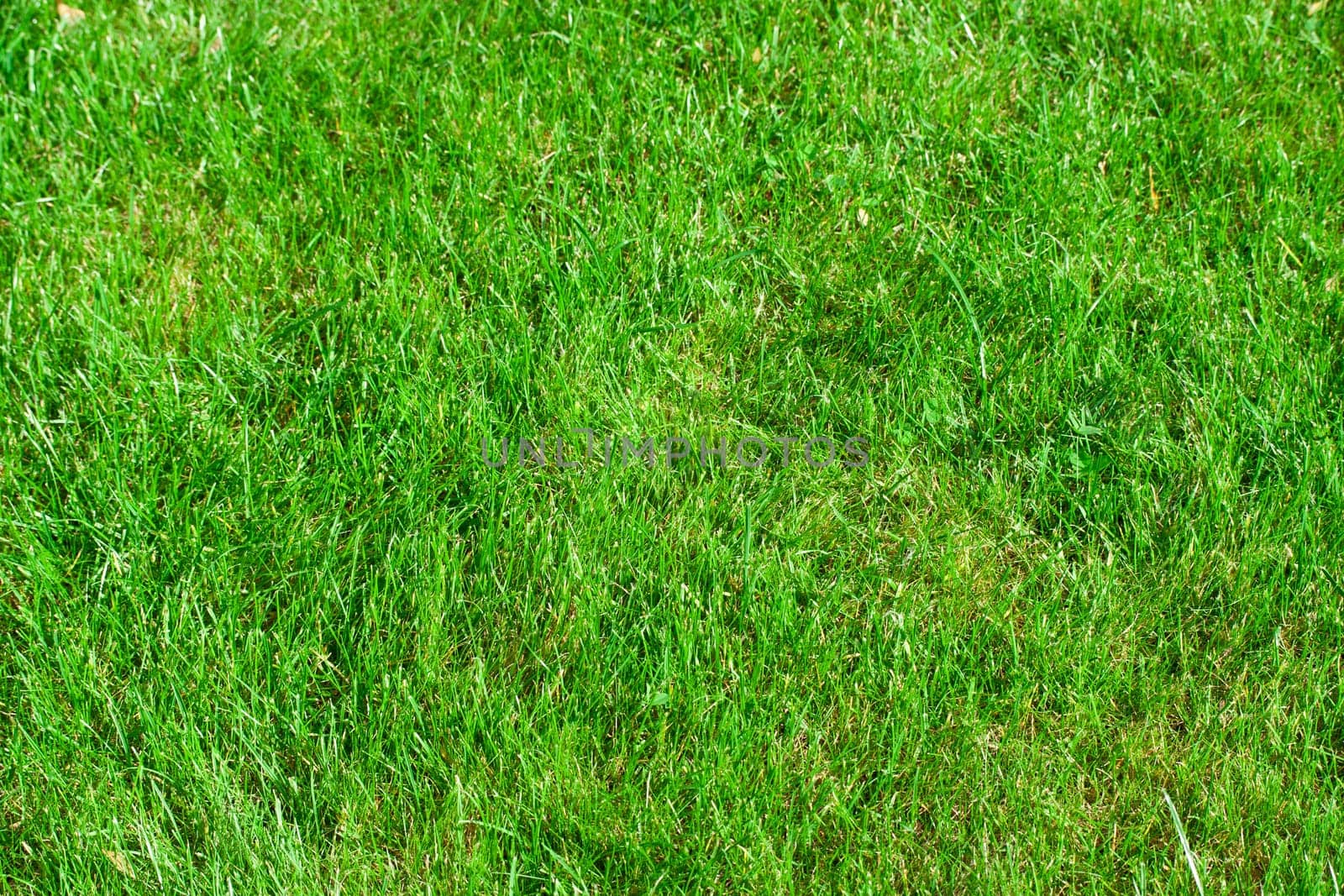 Green lush grass background under bright sunlight